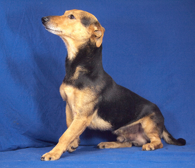 LEXI - freundlich, ruhiges Wesen, fröhlich, aufmerksam, anhänglich, als Zweithund zu einer Hündin, Mischling (Video auf HP) - Rüde