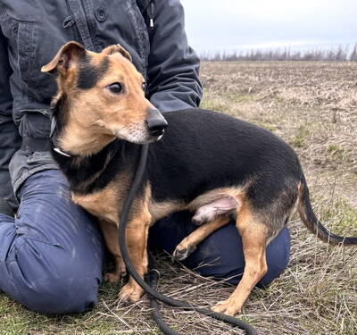 LEXI - freundlich, ruhiges Wesen, fröhlich, aufmerksam, anhänglich, als Zweithund zu einer Hündin, Mischling (Video auf HP) - Rüde