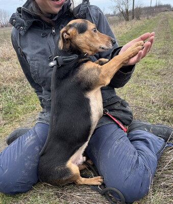 LEXI - freundlich, ruhiges Wesen, fröhlich, aufmerksam, anhänglich, als Zweithund zu einer Hündin, Mischling (Video auf HP) - Rüde