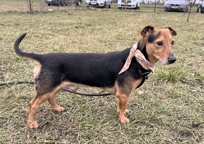 LEXI - freundlich, ruhiges Wesen, fröhlich, aufmerksam, anhänglich, als Zweithund zu einer Hündin, Mischling (Video auf HP) - Rüde