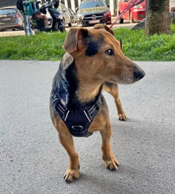 LEXI - freundlich, sanftes und ruhiges Wesen, fröhlich, aufmerksam, anhänglich, Mischling (Video auf HP) - Betreuung Wien - Rüde