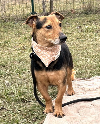 LEXI - freundlich, sanftes und ruhiges Wesen, fröhlich, aufmerksam, anhänglich