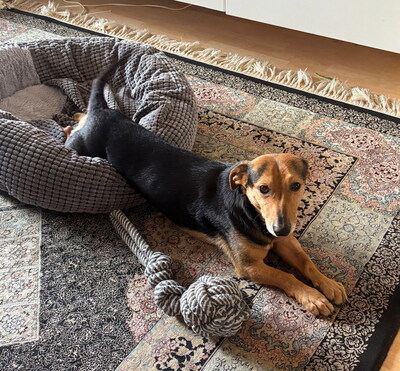 LEXI - freundlich, sanftes und ruhiges Wesen, fröhlich, aufmerksam, anhänglich, Mischling (Video auf HP) - Betreuungsplatz Wien - Rüde