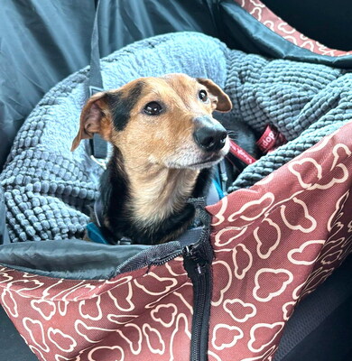 LEXI - freundlich, sanftes und ruhiges Wesen, fröhlich, aufmerksam, anhänglich, Mischling (Video auf HP) - Betreuungsplatz Wien - Rüde