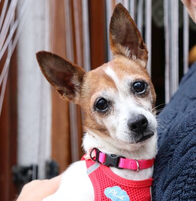 LEYLA - Linares, Chihuahua-Mischling, kastriert - Hündin