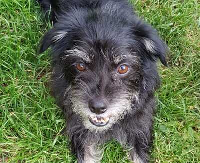 LIAA, Mischling - Hündin