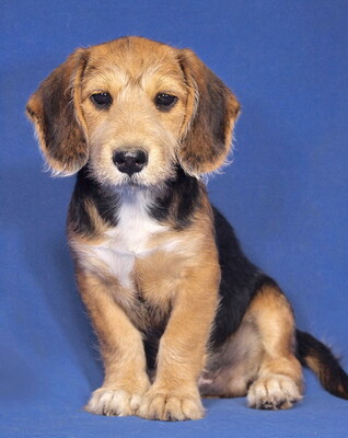 LIAM - R E S E R V I E R T !!!!! sehr lieb und verschmust, fröhlich, lebhaft, verspielt, lernfreudig, katzenverträglich, Beagle Mischling Welpen - Rüde