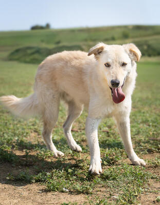 LIAM - menschenbezogen, verschmust, zutraulich, verspielt, lebhaft, neugierig
