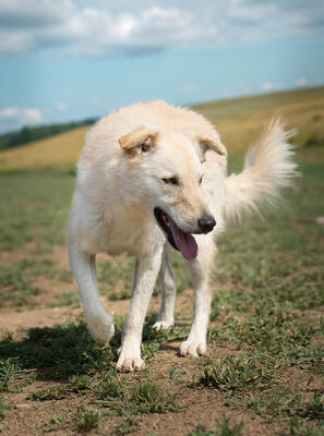 LIAM - menschenbezogen, verschmust, zutraulich, verspielt, lebhaft, neugierig, Mischling (Video-Link vorhanden) - Rüde
