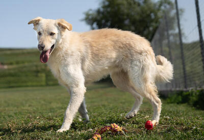 LIAM - menschenbezogen, verschmust, zutraulich, verspielt, lebhaft, neugierig, Mischling (Video-Link vorhanden) - Rüde