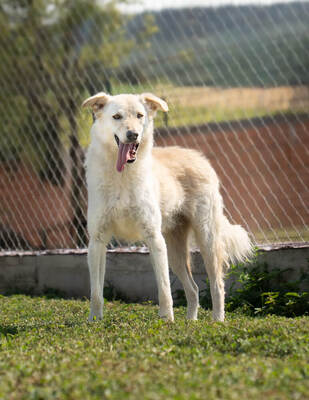 LIAM - menschenbezogen, verschmust, zutraulich, verspielt, lebhaft, neugierig, Mischling (Video-Link vorhanden) - Rüde