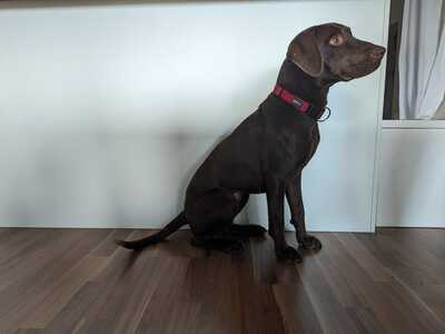 LIESY, Labradormischling - Hündin