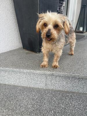 LILIKA, Yorkiemix - Hündin