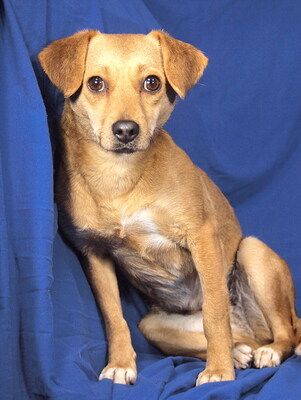 LILLA - R E S E R V I E R T !!!!! sehr lieb und anhänglich, fröhlich, lernfreudig, lebhaft, anfangs etwas ängstlich