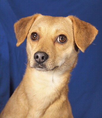 LILLA - R E S E R V I E R T !!!!! sehr lieb und anhänglich, fröhlich, lernfreudig, lebhaft, anfangs etwas ängstlich, Mischling - Hündin