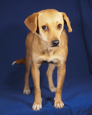 LILLA - R E S E R V I E R T !!!!! sehr lieb und anhänglich, fröhlich, lernfreudig, lebhaft, anfangs etwas ängstlich, Mischling - Hündin