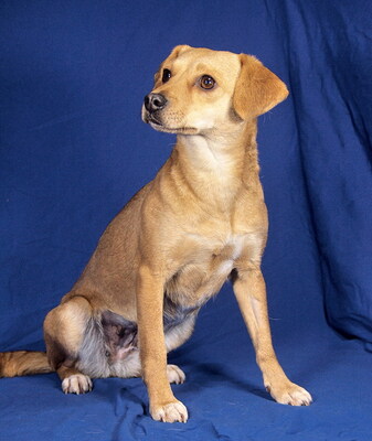 LILLA - sehr lieb und anhänglich, fröhlich, lernfreudig, lebhaft, anfangs etwas ängstlich, Mischling - Hündin