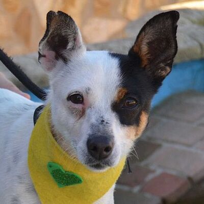 LILLY - Linares, Bodeguero-Andaluz - kastriert - Hündin