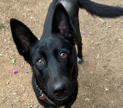 LINA, Malinois-Mischling - Hündin