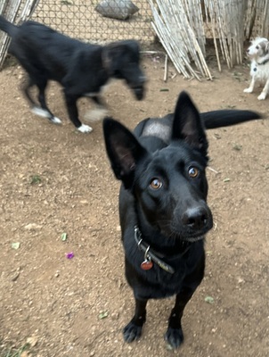 LINA, Malinois-Mischling - Hündin