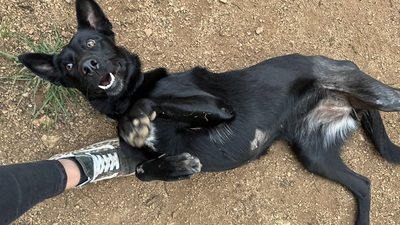 LINA, Malinois-Mischling - Hündin