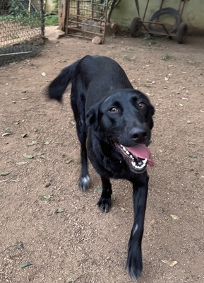 LINA, Malinois-Mischling - Hündin