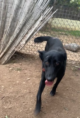 LINA, Malinois-Mischling - Hündin