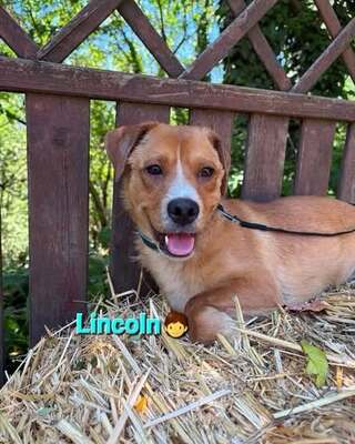 LINCOLN – kleiner Kämpfer sucht sein großes Glück 🐾