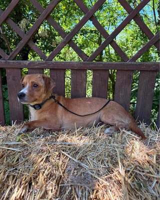 LINCOLN – kleiner Kämpfer sucht sein großes Glück 🐾, Mischling - Rüde