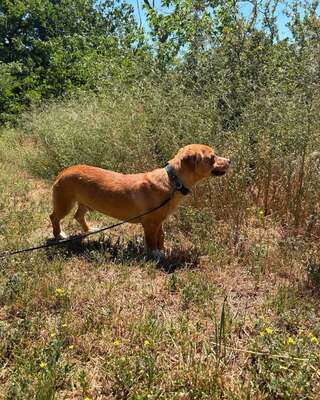LINCOLN – kleiner Kämpfer sucht sein großes Glück 🐾, Mischling - Rüde