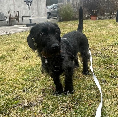 LINDA, Rauhaardackelmix - Hündin