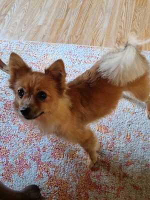LINNY, Pomeranianmix - Hündin