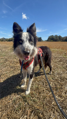 LINO, Borderr Collie - Rüde