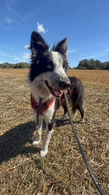 LINO, Borderr Collie - Rüde