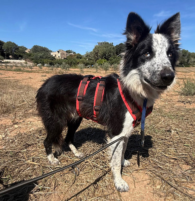LINO, Borderr Collie - Rüde