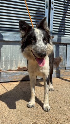 LINO, Borderr Collie - Rüde