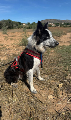 LINO, Borderr Collie - Rüde