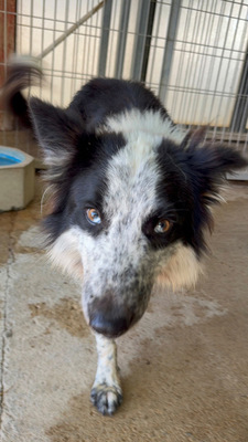 LINO, Borderr Collie - Rüde