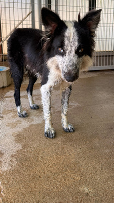 LINO, Borderr Collie - Rüde