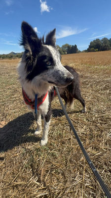 LINO, Borderr Collie - Rüde