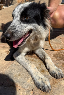 LINO, Borderr Collie - Rüde