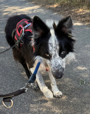LINO, Borderr Collie - Rüde