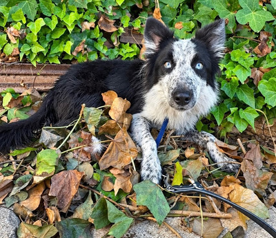 LINO, Borderr Collie - Rüde
