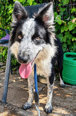 LINO, Borderr Collie - Rüde