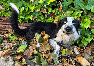 LINO, Borderr Collie - Rüde