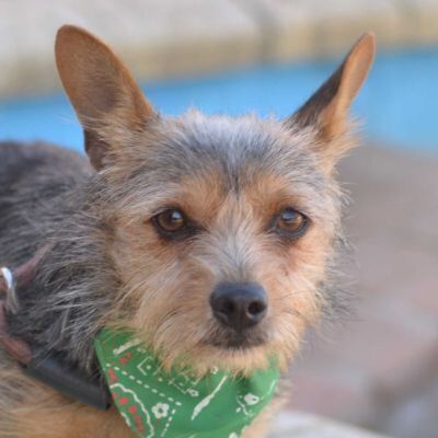 LINUS - Linares, Yorkshire-Terrier-Mischling - kastriert - Rüde