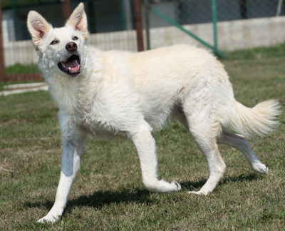 LION - R E S E R V I E R T !!!!! menschenbezogen, verschmust, zutraulich, verspielt, neugierig, liebt Spielsachen und Wasser, Mischling (Video-Link vorhanden) - Rüde