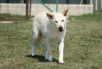 LION - R E S E R V I E R T !!!!! menschenbezogen, verschmust, zutraulich, verspielt, neugierig, liebt Spielsachen und Wasser, Mischling (Video-Link vorhanden) - Rüde