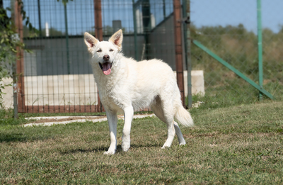 LION - R E S E R V I E R T !!!!! menschenbezogen, verschmust, zutraulich, verspielt, neugierig, liebt Spielsachen und Wasser, Mischling (Video-Link vorhanden) - Rüde