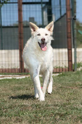 LION - menschenbezogen, verschmust, zutraulich, verspielt, neugierig, liebt Spielsachen und Wasser